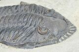 Rare Odontocephalus - One Of The Best Ever Found #11820-1